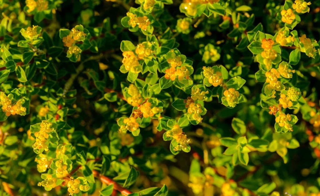 tribulus terrestris fruit 효능 및 부작용