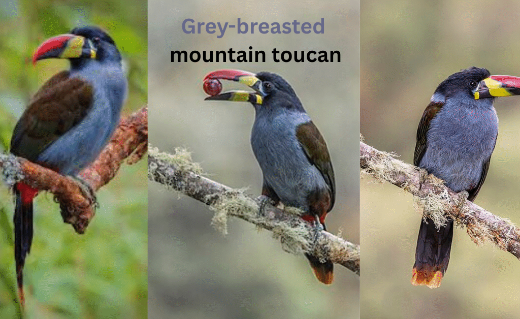 the grey-breasted mountain toucan