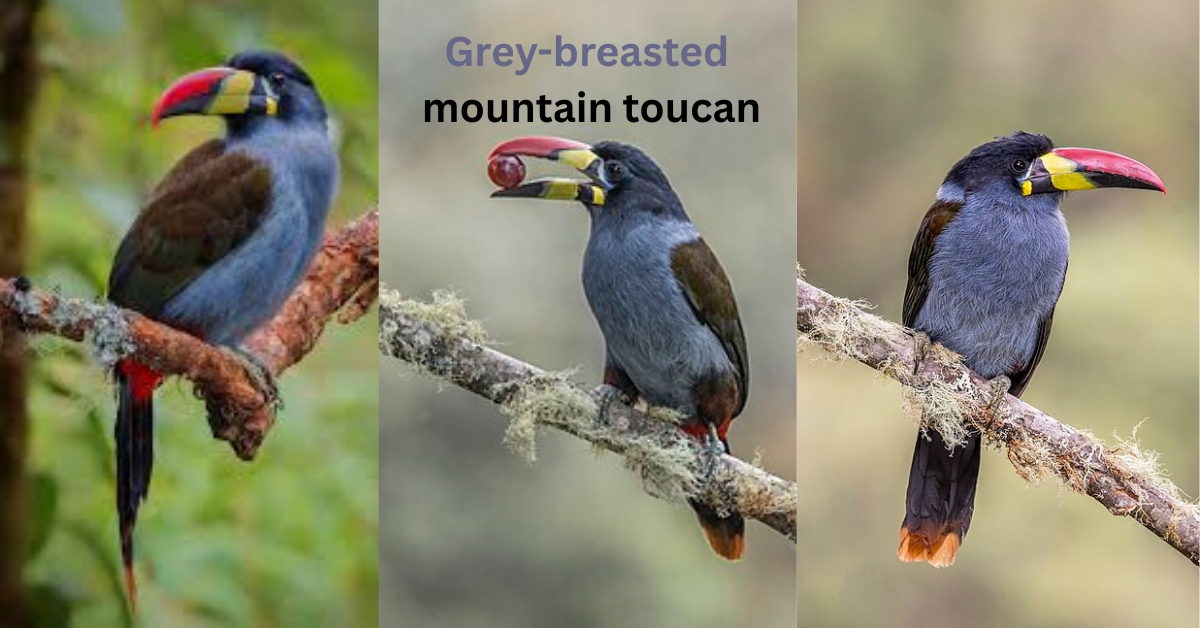 the grey-breasted mountain toucan